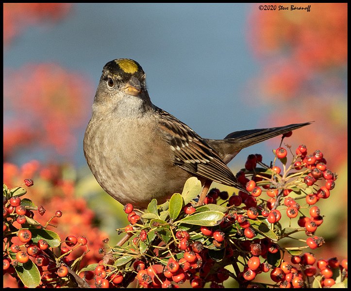 _0SB0997 golden-crowned sparrow.jpg